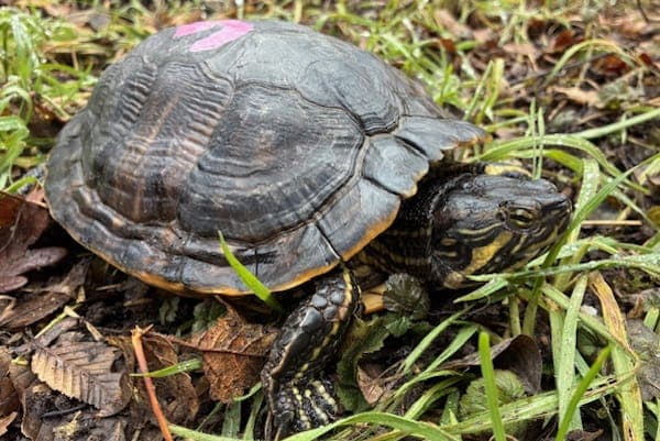 Sally - Exot zur Adoption aus Tierheim Reutlingen