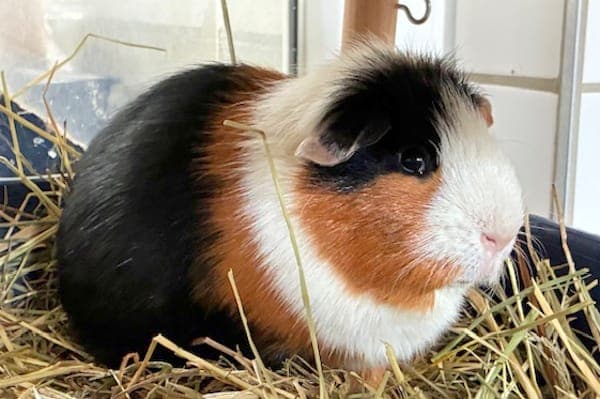 Scout - Kleintier zur Adoption aus Tierheim Reutlingen