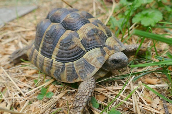 Seucher - Exot zur Adoption aus Tierheim Reutlingen