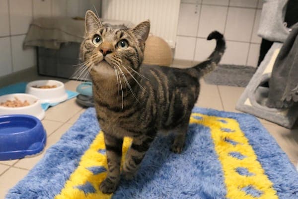 Simba - Katze zur Adoption aus Tierheim Reutlingen