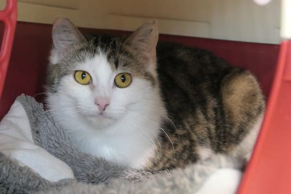 Smartie - Katze zur Adoption aus Tierheim Reutlingen