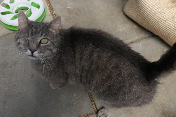 Sparrow - Katze zur Adoption aus Tierheim Reutlingen