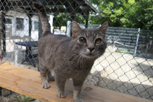 Sparrow - Katze zur Adoption aus Tierheim Reutlingen