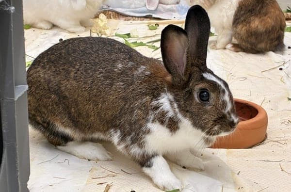Square - Kleintier zur Adoption aus Tierheim Reutlingen