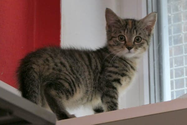 Taffy, Trüffel und Tootsie - Katze zur Adoption aus Tierheim Reutlingen