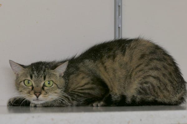 Taloma - Katze zur Adoption aus Tierheim Reutlingen
