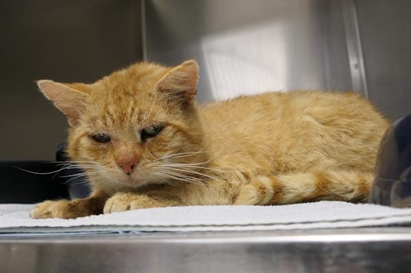Theodor - Katze zur Adoption aus Tierheim Reutlingen