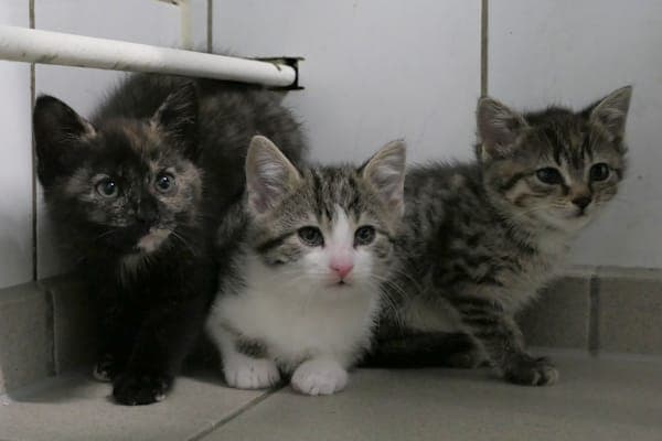 Tietz, Tamara und Tess - Katze zur Adoption aus Tierheim Reutlingen
