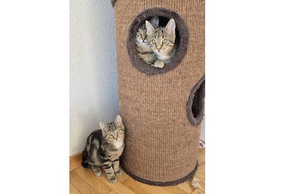 Tjara, Tindro und Beau - Katze zur Adoption aus Tierheim Reutlingen