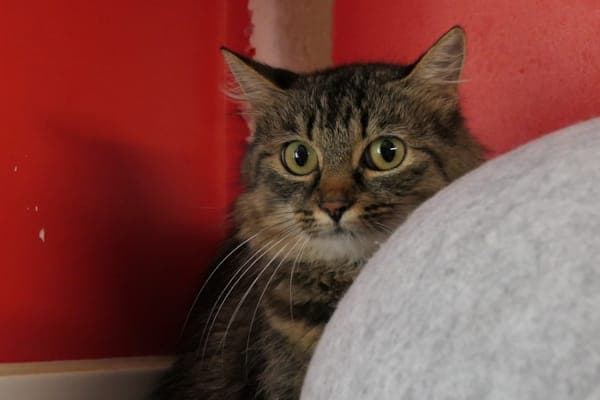 Toffee - Katze zur Adoption aus Tierheim Reutlingen