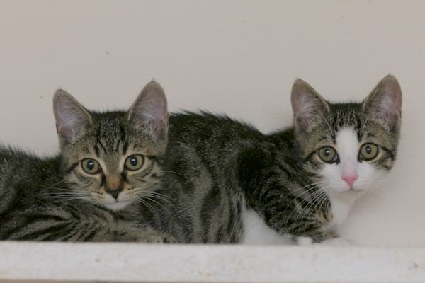 Toni & Tiny - Katze zur Adoption aus Tierheim Reutlingen