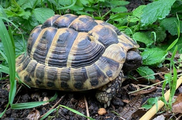 Weneg - Exot zur Adoption aus Tierheim Reutlingen