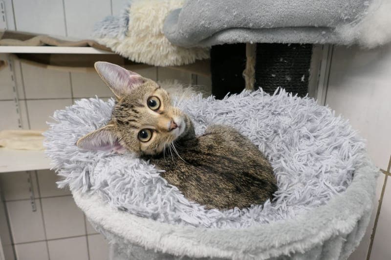 Zaya und Zarina - Katze zur Adoption aus Tierheim Reutlingen