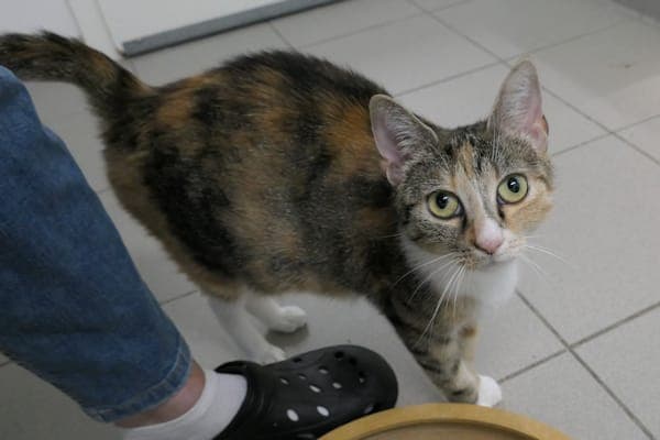 Zola - Katze zur Adoption aus Tierheim Reutlingen