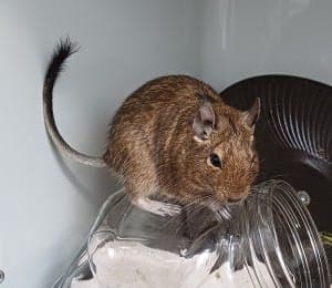 3 x w. Degu - Kleintier zur Adoption aus Tierheim Stuttgart