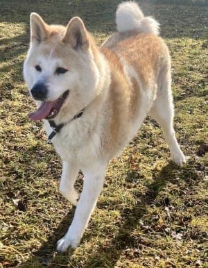 Ace - Hund zur Adoption aus Tierheim Stuttgart