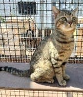 Adrian - Katze zur Adoption aus Tierheim Stuttgart