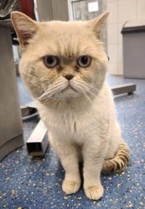 Aladin - Katze zur Adoption aus Tierheim Stuttgart