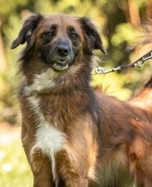 Alika - Hund zur Adoption aus Tierheim Stuttgart