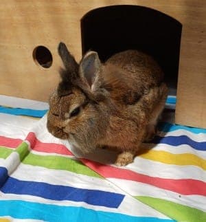 Alvin - Kleintier zur Adoption aus Tierheim Stuttgart