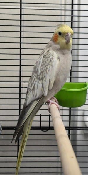 Amanda - Vogel zur Adoption aus Tierheim Stuttgart