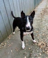 Amy - Hund zur Adoption aus Tierheim Stuttgart