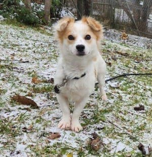 Anni - Hund zur Adoption aus Tierheim Stuttgart