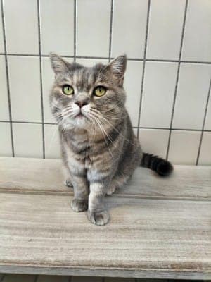 Antonia und Mischka - Katze zur Adoption aus Tierheim Stuttgart