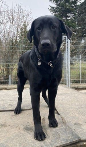 Aramis - Hund zur Adoption aus Tierheim Stuttgart