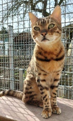 Armani - Katze zur Adoption aus Tierheim Stuttgart