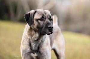 Aslan - Hund zur Adoption aus Tierheim Stuttgart