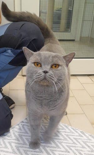 Athena und Alva - Katze zur Adoption aus Tierheim Stuttgart