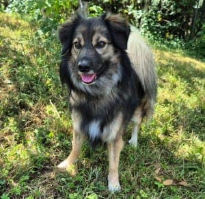 Attila - Hund zur Adoption aus Tierheim Stuttgart