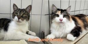 Aurik und Amely - Katze zur Adoption aus Tierheim Stuttgart