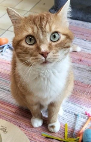 Baldo - Katze zur Adoption aus Tierheim Stuttgart