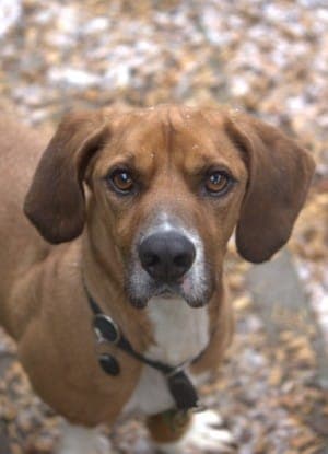 Bambi - Hund zur Adoption aus Tierheim Stuttgart