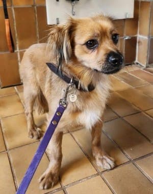 Benni - Hund zur Adoption aus Tierheim Stuttgart