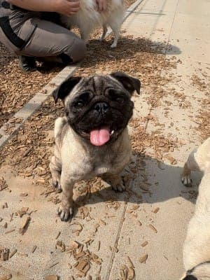 Berbel - Hund zur Adoption aus Tierheim Stuttgart