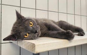 Berta - Katze zur Adoption aus Tierheim Stuttgart