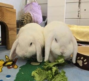 Bibi und Tina - Kleintier zur Adoption aus Tierheim Stuttgart