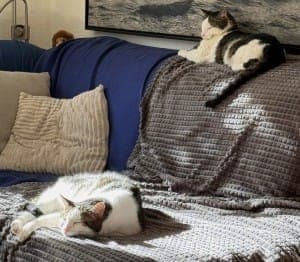 Billie und Elvis - Katze zur Adoption aus Tierheim Stuttgart