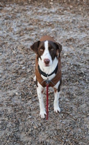 Bobbi - Hund zur Adoption aus Tierheim Stuttgart