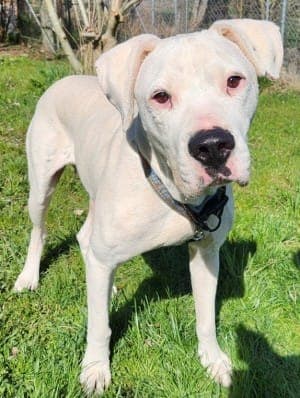 Boris - Hund zur Adoption aus Tierheim Stuttgart