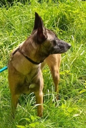 Brienne - Hund zur Adoption aus Tierheim Stuttgart