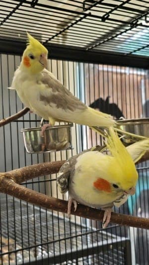 Bullduck und Falafel - Vogel zur Adoption aus Tierheim Stuttgart