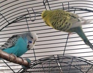 Carly und Timmy - Vogel zur Adoption aus Tierheim Stuttgart