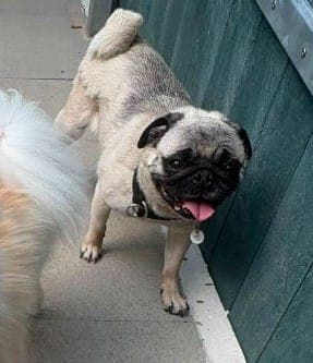 Chapa - Hund zur Adoption aus Tierheim Stuttgart