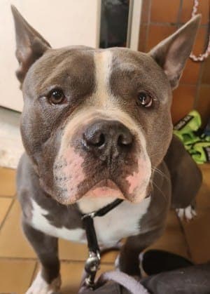 Chapo - Hund zur Adoption aus Tierheim Stuttgart