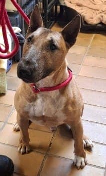 Charly - Hund zur Adoption aus Tierheim Stuttgart