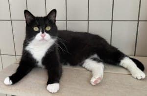 Chrissy - Katze zur Adoption aus Tierheim Stuttgart